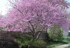 New Jersey trees - Google Search