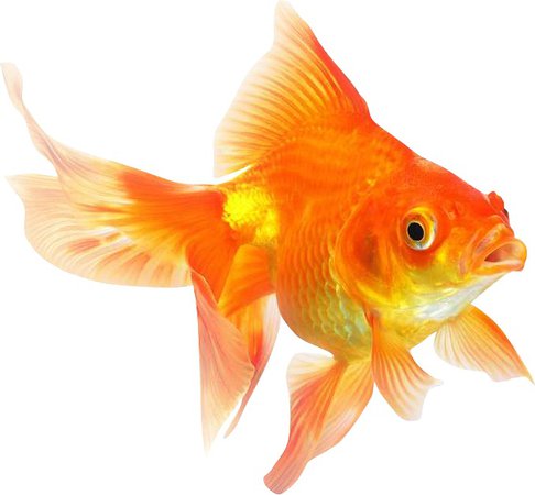 goldfish orange filler