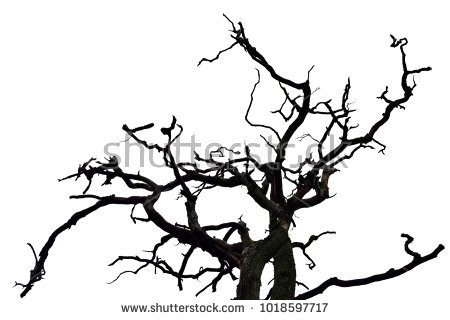 halloween dried black tree - Google Search
