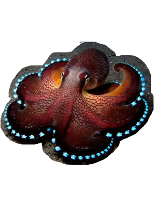 octopus animals