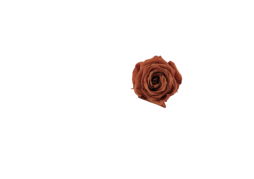 rust rose