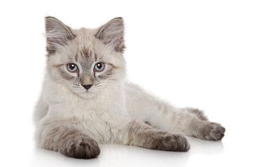 Siberian cat on a white background Stock Photo | Adobe Stock