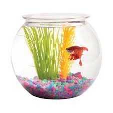 bowl aquarium - Google Search
