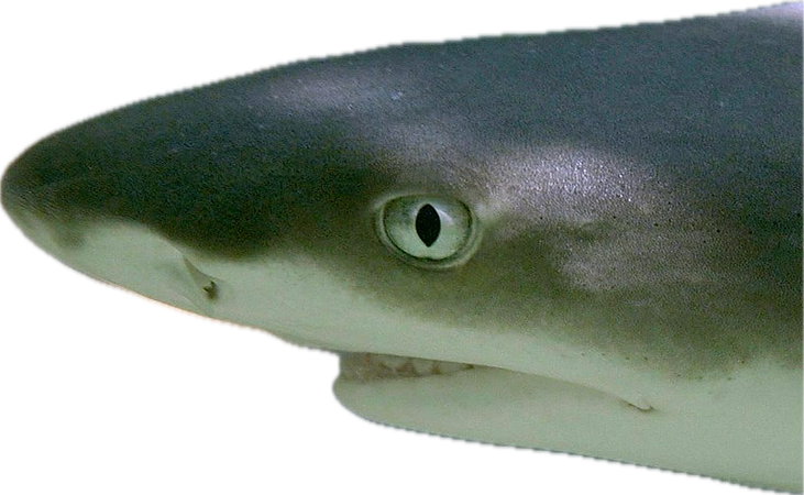 lemon shark 3