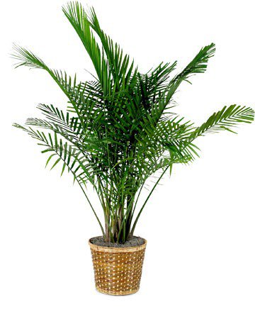 Large Palm Plant - Memory Lane Brampton Florist