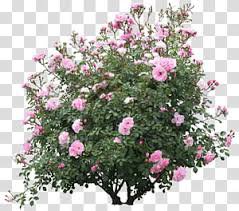 pink flower bush png - Google Search