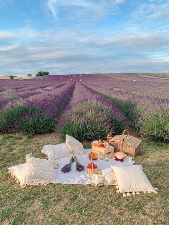 Lavender picnic
