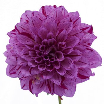 Dahlia Flower Purple | FiftyFlowers.com