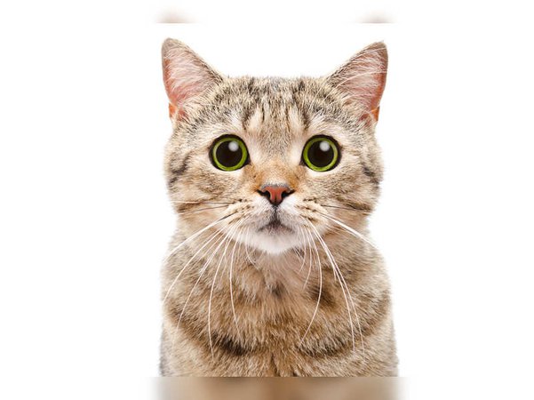 5 things that scare and stress your cat - Times of India