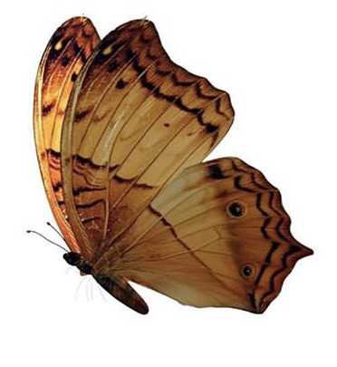 butterfly aesthetic orange brown filler