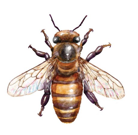 Plight of the Honeybee - louisianalife.com