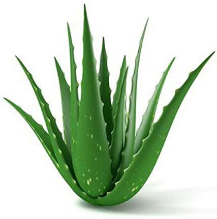 Buy HOME LITTLE PLANTS Aloe Vera Natural Plant 500 gms Leaves for Skin, Hair and Body for Fresh Juice and Gel Online at Low Prices in India - Amazon.in