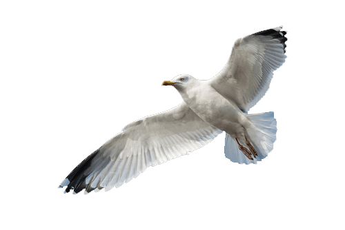seagull wings 2