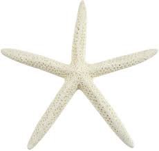 white starfish - Google Search