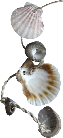 shell 🐚 🐚 sea 🌊
