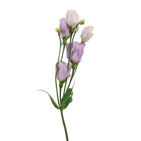 Lavender Single Lisianthus Flower | FiftyFlowers.com