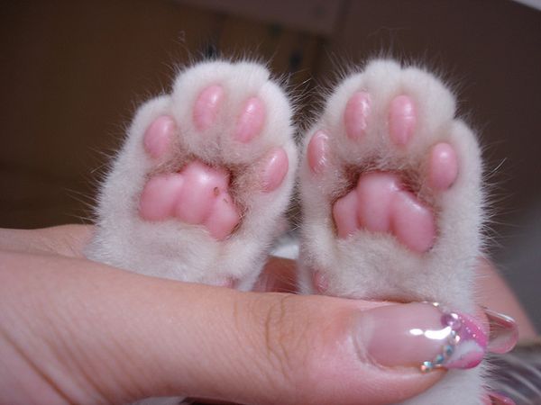cat paws