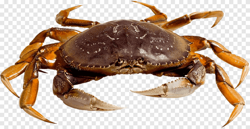 dungeoness crab