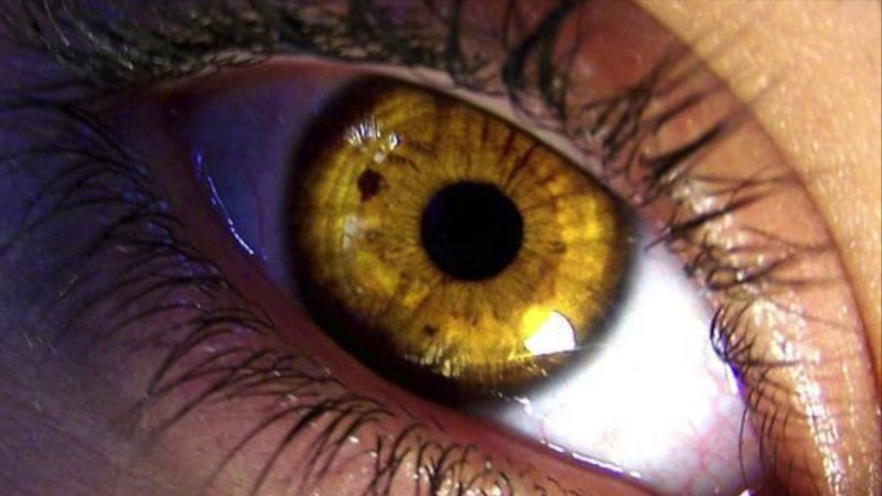 Golden Yellow Eyes