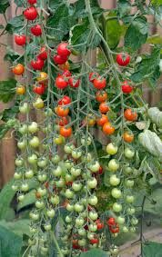 tomato plant - Google Search