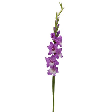 Gladiolus Light Purple Lavender Flower | FiftyFlowers.com