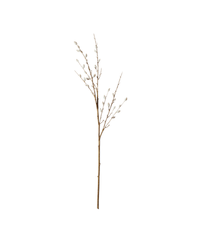 pussy willow png