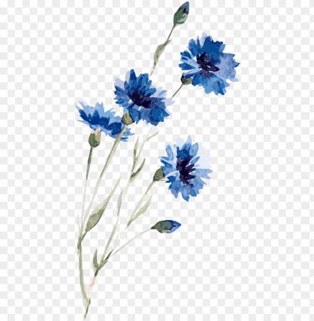 blue flowers no background - Google Search
