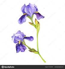 fleur de lis flower - Ricerca Google