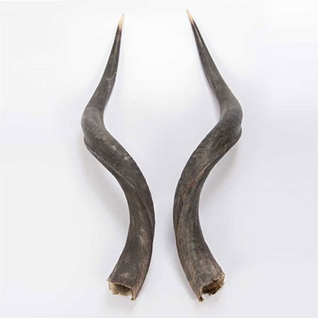 kudu horns