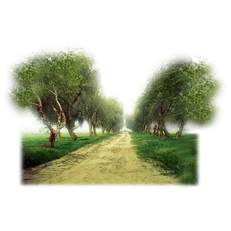 tubes paysages ❤ liked on Polyvore featuring tubes, backgrounds, landscape, nature, trees, scenery and fillers | My Polyvore Finds | Shrubs, Plants, Scenery