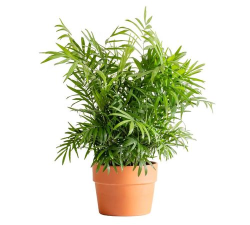 Live Parlor Palm Plant in Terra Cotta Pot | Pottery Barn