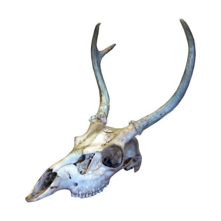 deer skull