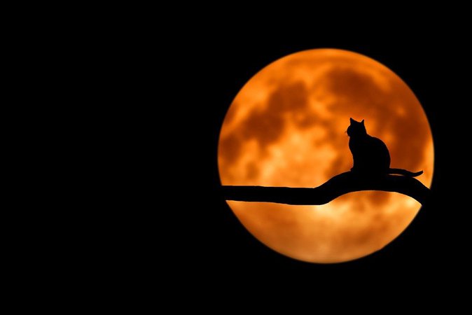 clipped by @mysticrose29: Tree Cat Silhouette - Free photo on Pixabay