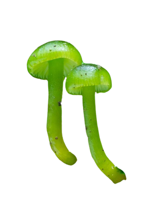 Lime-Green Waxy Cap Mushroom