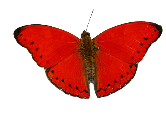 Blood Red Glider - Cymothoe sangaris