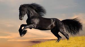 black horse - Google Search