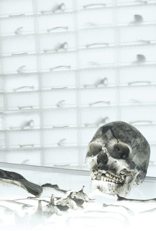 Human Skull Bones
