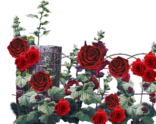 red roses on a fence