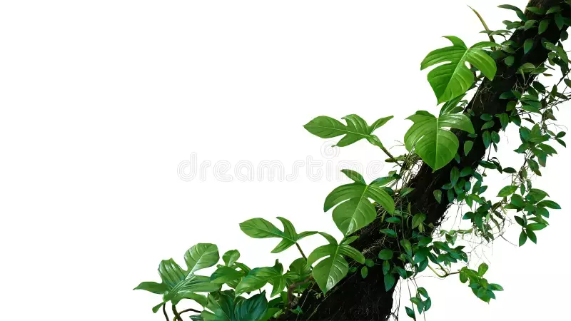Green Leaves of Tropical Plants Bush Monstera, Palm, Fern, Rubber Plant, Pine, Birds Nest Fern Floral Arrangement Indoors Garden Stock Image - Image of border, jungle: 163670295