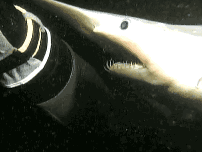 The goblin shark (Mitsukurina owstoni)
