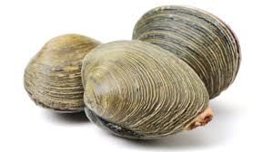 clams - Google Search