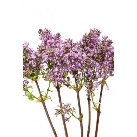 Lavender Lilac | Flower Muse