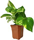 Rolling Nature Money Plant Hybrid Indoor Plant: Amazon.in: Garden & Outdoors