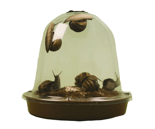 snail terrarium