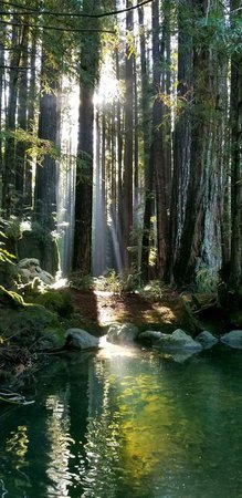 wood water forest