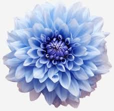 transparent background real flower png - Google Search