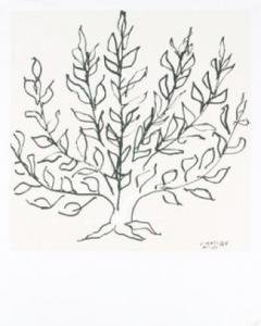 Le Buisson - lithografi » Henri Matisse » Kunst » P