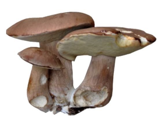 mushroom png filler