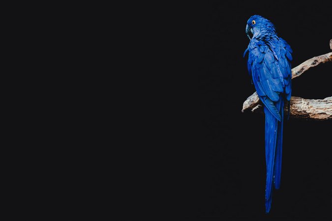 blue parrot standing on brown tree branch photo – Free Animal Image on Unsplash