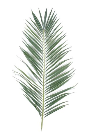 feuille de palmier dessin – Recherche Google